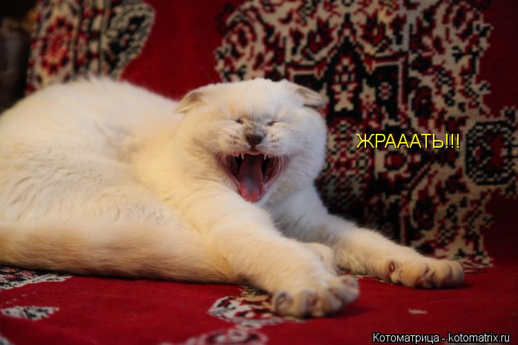 ЖРАААТЬ!!!... Котоматрица: ЖРАААТЬ!!!