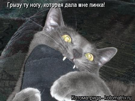 Грызу ту ногу, которая дала мне пинка!... Котоматрица: Грызу ту ногу, которая дала мне пинка!