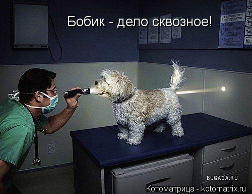 Бобик - дело сквозное!... Котоматрица: Бобик - дело сквозное!