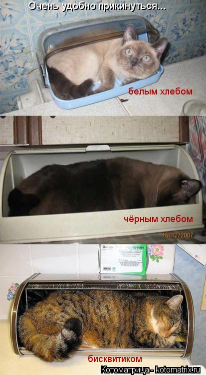 Очень удобно прикинуться... белым хлебом чёрным хлебом бисквитиком... Котоматрица: Очень удобно прикинуться... белым хлебом чёрным хлебом бисквитиком