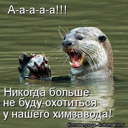 А-а-а-а-а!!! Никогда больше не буду охотиться у нашего химзавода!... Котоматрица: А-а-а-а-а!!! Никогда больше не буду охотиться у нашего химзавода!