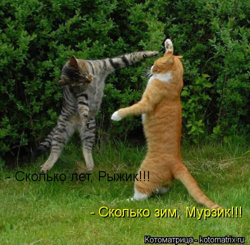 - Сколько лет, Рыжик!!! - Сколько зим, Мурзик!!!... Котоматрица: - Сколько лет, Рыжик!!! - Сколько зим, Мурзик!!!