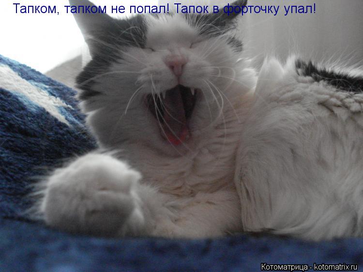 Тапком, тапком не попал! Тапок в форточку упал!... Котоматрица: Тапком, тапком не попал! Тапок в форточку упал!