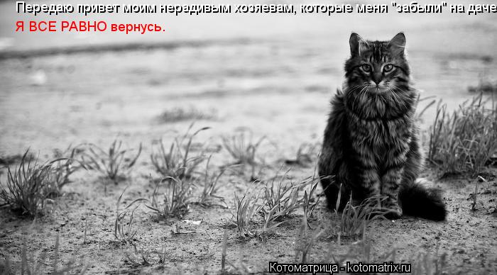 Передаю привет моим нерадивым хозяевам, которые меня "забыли" на даче. Я ВСЕ РАВНО вернусь.... Котоматрица: Передаю привет моим нерадивым хозяевам, которые меня "забыли" на даче. Я ВСЕ РАВНО вернусь.