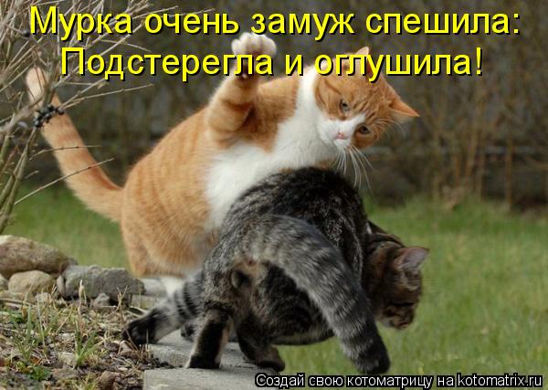 Мурка очень замуж спешила: Подстерегла и оглушила!... Котоматрица: Мурка очень замуж спешила: Подстерегла и оглушила!