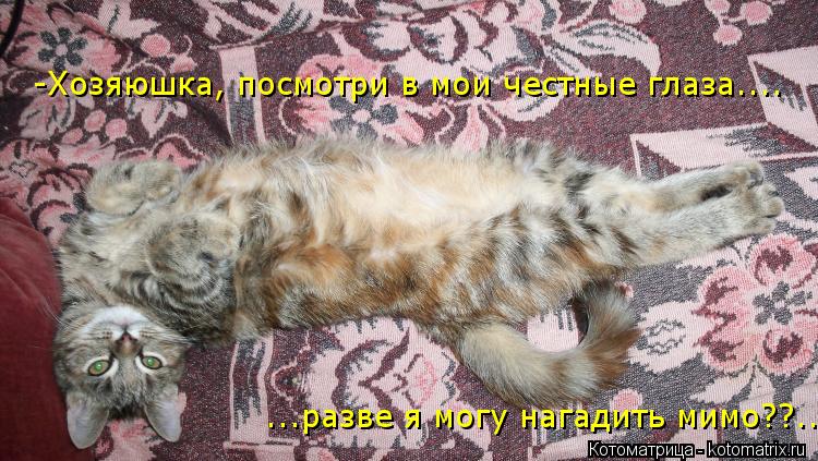 -Хозяюшка, посмотри в мои честные глаза.... ...разве я могу нагадить мимо??..... Котоматрица: -Хозяюшка, посмотри в мои честные глаза.... ...разве я могу нагадить мимо??..