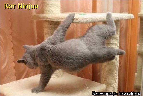 Кот Ninjua... Котоматрица: Кот Ninjua
