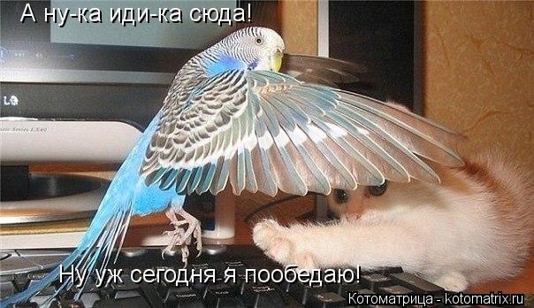 А ну-ка иди-ка сюда! Ну уж сегодня я пообедаю!... Котоматрица: А ну-ка иди-ка сюда! Ну уж сегодня я пообедаю!