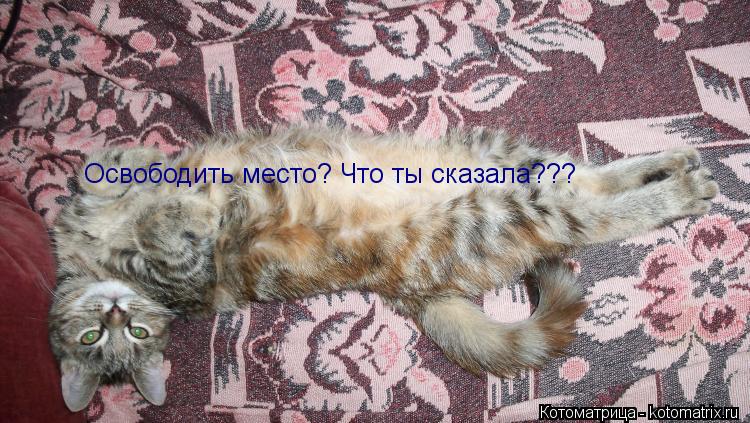 Освободить место? Что ты сказала???... Котоматрица: Освободить место? Что ты сказала???
