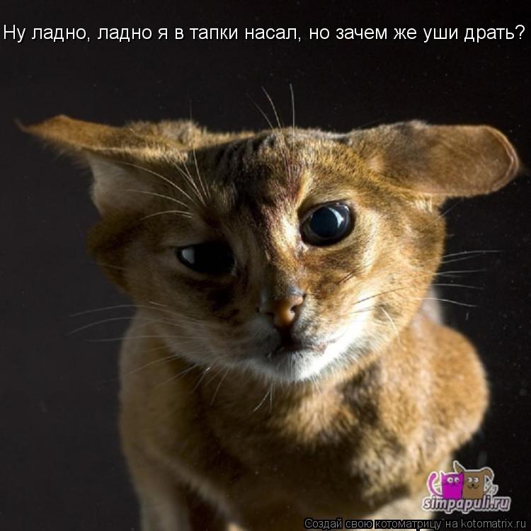 Ну ладно, ладно я в тапки насал, но зачем же уши драть?... Котоматрица: Ну ладно, ладно я в тапки насал, но зачем же уши драть?
