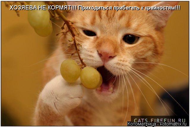 ХОЗЯЕВА НЕ КОРМЯТ!!! Приходиться прибегать к крайностям!!!... Котоматрица: ХОЗЯЕВА НЕ КОРМЯТ!!! Приходиться прибегать к крайностям!!!