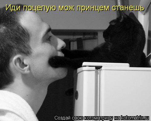 Иди поцелую мож принцем станешь... Котоматрица: Иди поцелую мож принцем станешь