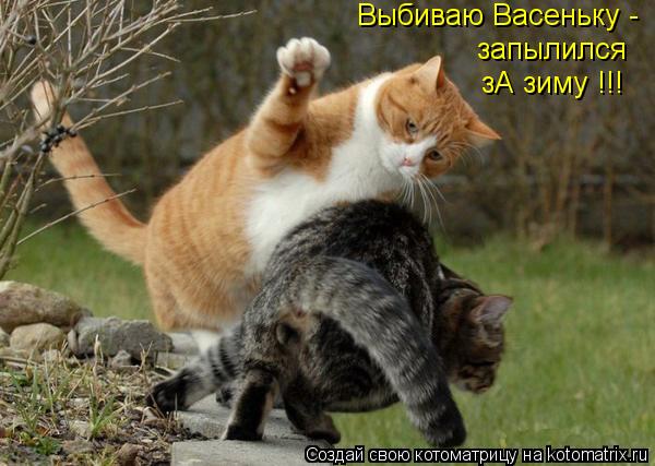 Выбиваю Васеньку - запылился зА зиму !!!... Котоматрица: Выбиваю Васеньку - запылился зА зиму !!!