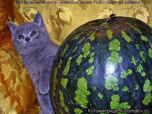 Вот бы вы догадались, хозяюшки, купить РЫБУ такого же размера...... Котоматрица: Вот бы вы догадались, хозяюшки, купить РЫБУ такого же размера...