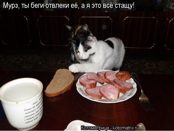 Мурз, ты беги отвлеки её, а я это всё стащу!... Котоматрица: Мурз, ты беги отвлеки её, а я это всё стащу!