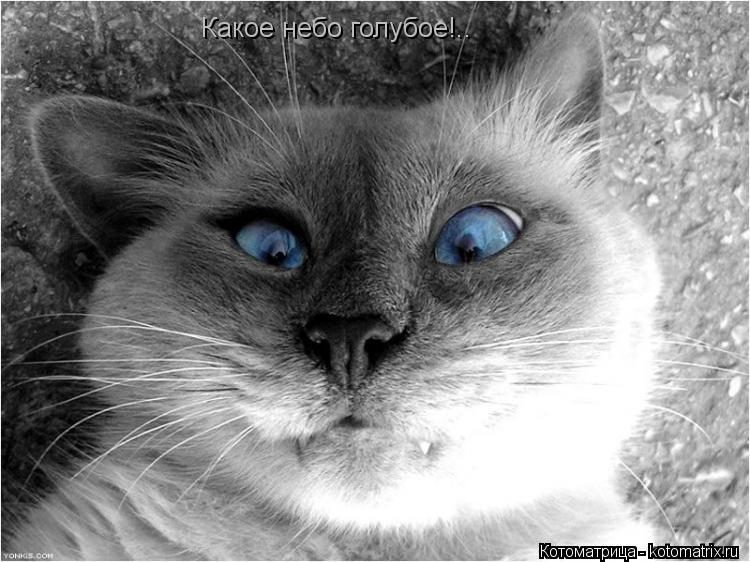 Какое небо голубое!..... Котоматрица: Какое небо голубое!..