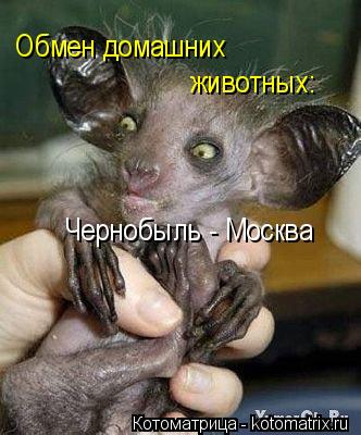 Обмен домашних животных: Чернобыль - Москва... Котоматрица: Обмен домашних животных: Чернобыль - Москва