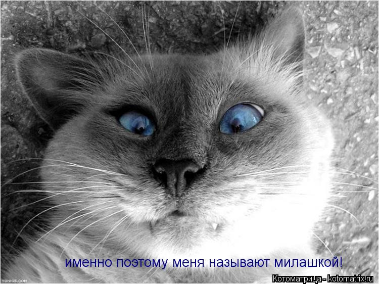 именно поэтому меня называют милашкой!... Котоматрица: именно поэтому меня называют милашкой!