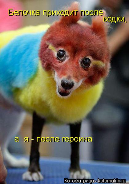 Белочка приходит после водки, а я - после героина... Котоматрица: Белочка приходит после водки, а я - после героина