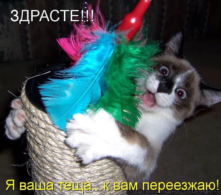 ЗДРАСТЕ!!! Я ваша теща...к вам переезжаю!!!... Котоматрица: ЗДРАСТЕ!!! Я ваша теща...к вам переезжаю!!!
