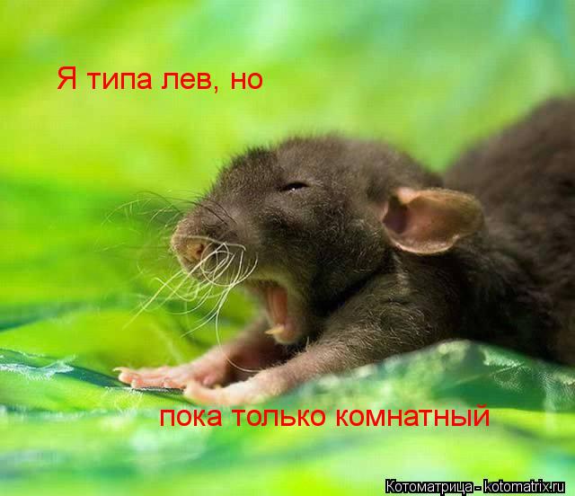 Я типа лев, но пока только комнатный... Котоматрица: Я типа лев, но пока только комнатный