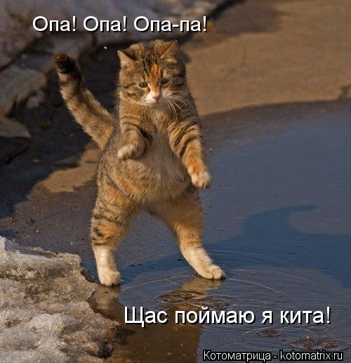 Опа! Опа! Опа-па! Щас поймаю я кита!... Котоматрица: Опа! Опа! Опа-па! Щас поймаю я кита!