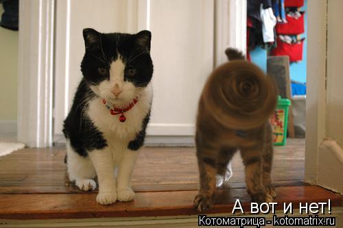 А вот и нет!... Котоматрица: А вот и нет!