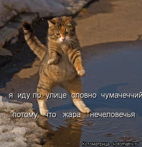 я иду по улице словно чумачеччий потому что жара нечеловечья... Котоматрица: я иду по улице словно чумачеччий потому что жара нечеловечья