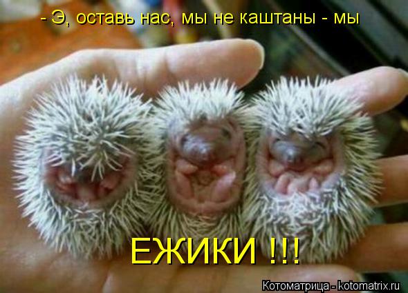 - Э, оставь нас, мы не каштаны - мы ЕЖИКИ !!!... Котоматрица: - Э, оставь нас, мы не каштаны - мы ЕЖИКИ !!!