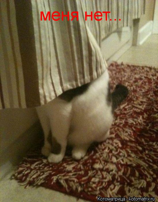 меня нет...... Котоматрица: меня нет...