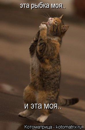 эта рыбка моя.. и эта моя..... Котоматрица: эта рыбка моя.. и эта моя..