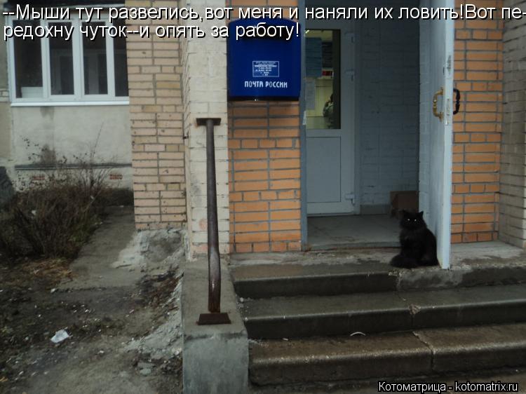 --Мыши тут развелись,вот меня и наняли их ловить!Вот пе- редохну чуток--и опять за работу!... Котоматрица: --Мыши тут развелись,вот меня и наняли их ловить!Вот пе- редохну чуток--и опять за работу!