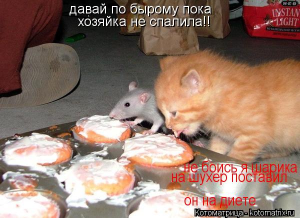 давай по бырому пока хозяйка не спалила!! не боись я шарика на шухер поставил он на диете... Котоматрица: давай по бырому пока хозяйка не спалила!! не боись я шарика на шухер поставил он на диете