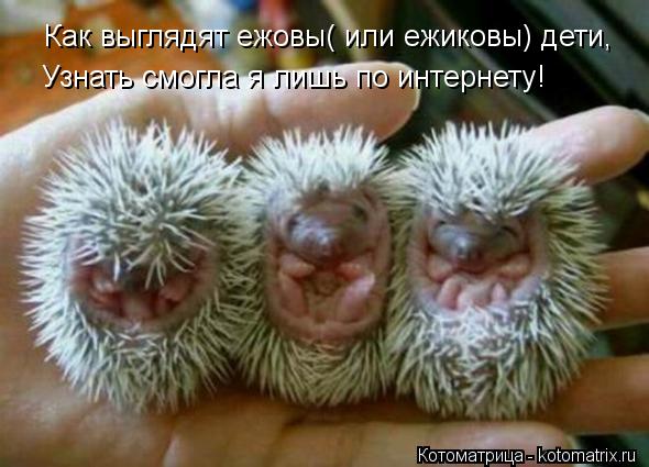 Как выглядят ежовы( или ежиковы) дети, Узнать смогла я лишь по интернету!... Котоматрица: Как выглядят ежовы( или ежиковы) дети, Узнать смогла я лишь по интернету!