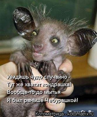 Котоматрица: Тут же хватит кондрашка! Вообще-то до мытья Я был раньше Чебурашкой! Увидишь чудо случайно -