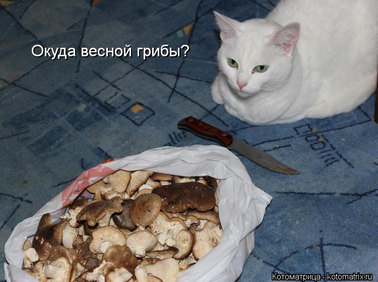 Окуда весной грибы?... Котоматрица: Окуда весной грибы?