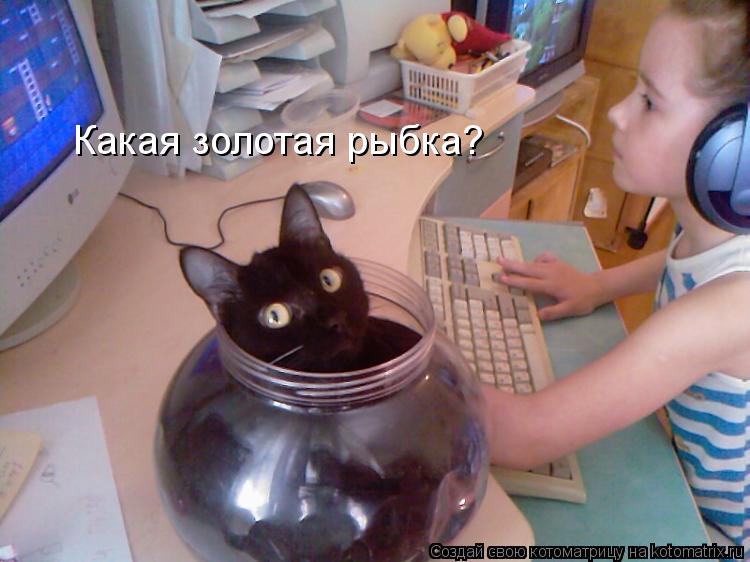 Какая золотая рыбка?... Котоматрица: Какая золотая рыбка?