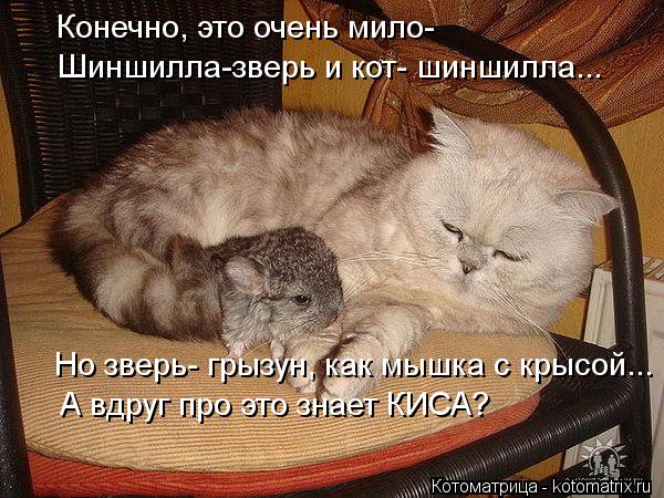 Конечно, это очень мило- Шиншилла-зверь и кот- шиншилла... Но зверь- грызун, как мышка с крысой... А ... Котоматрица: Конечно, это очень мило- Шиншилла-зверь и кот- шиншилла... Но зверь- грызун, как мышка с крысой... А вдруг про это знает КИСА?