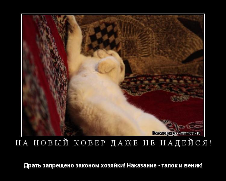 На новый ковер даже не надейся! Драть запрещено законом хозяйки! Наказание - тапок и веник!... Котоматрица: На новый ковер даже не надейся! Драть запрещено законом хозяйки! Наказание - тапок и веник!