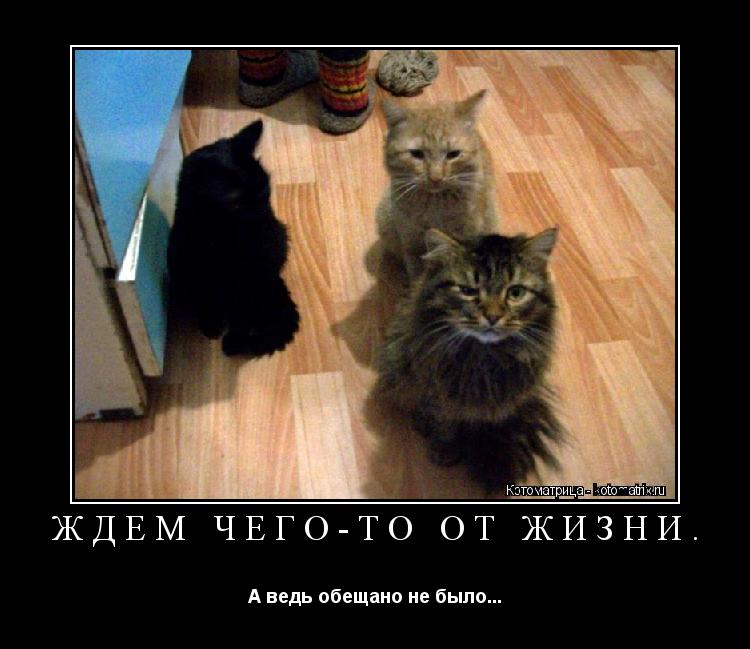 Ждём чего-то от жизни. А ведь обещано не было...... Котоматрица: Ждём чего-то от жизни. А ведь обещано не было...