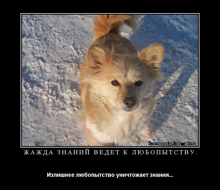 Жажда знаний ведет к любопытству. Излишнее любопытство уничтожает знания...... Котоматрица: Жажда знаний ведет к любопытству. Излишнее любопытство уничтожает знания...