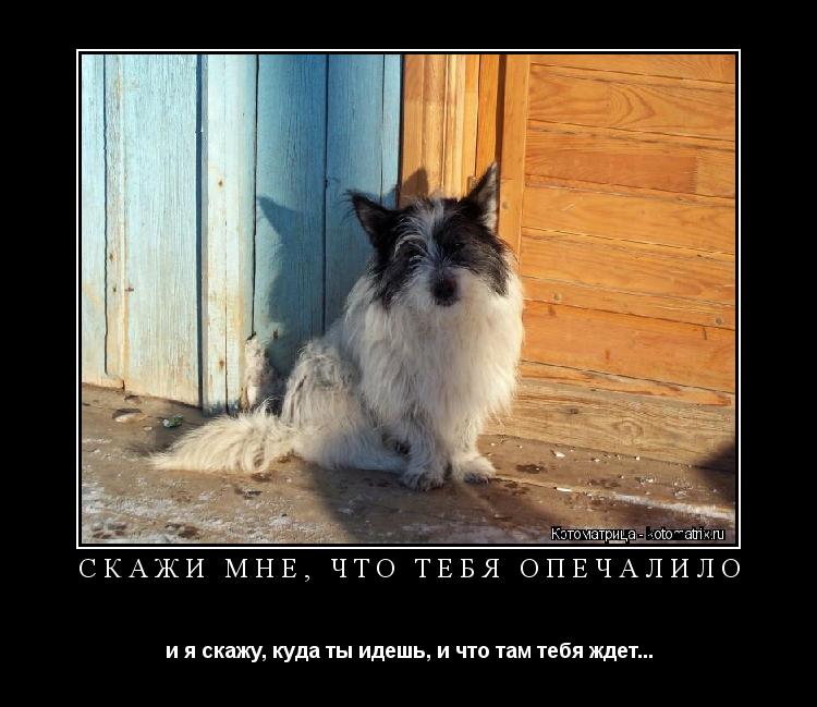 Скажи мне, что тебя опечалило и я скажу, куда ты идешь, и что там тебя ждет...... Котоматрица: Скажи мне, что тебя опечалило и я скажу, куда ты идешь, и что там тебя ждет...