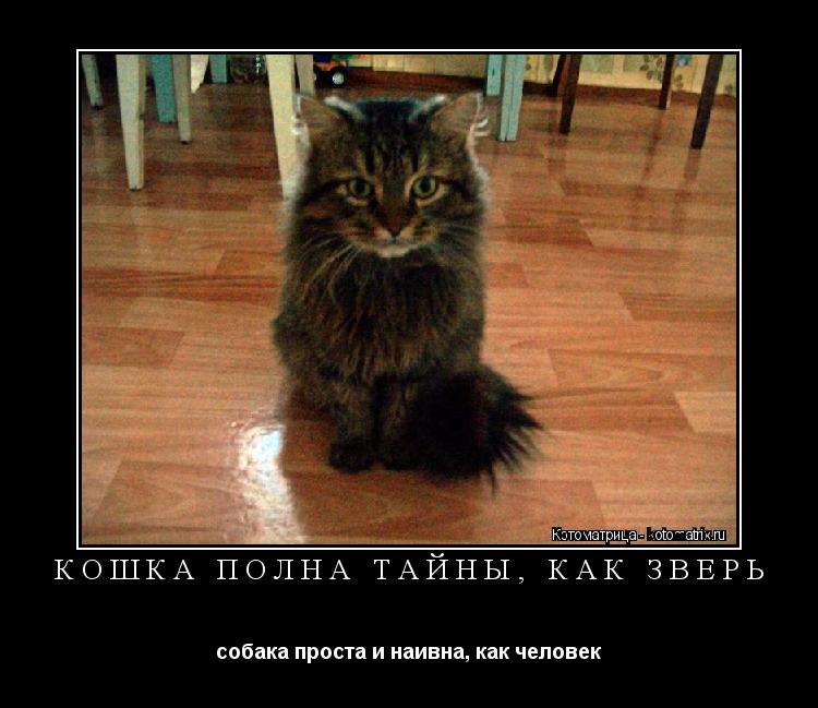 Кошка полна тайны, как зверь собака проста и наивна, как человек... Котоматрица: Кошка полна тайны, как зверь собака проста и наивна, как человек