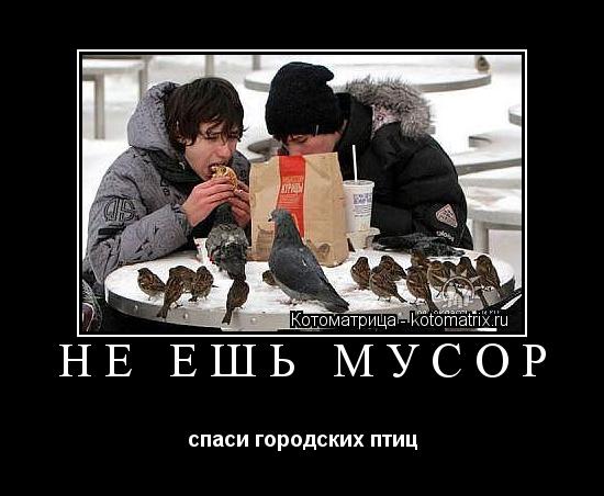 НЕ ЕШЬ МУСОР спаси городских птиц... Котоматрица: НЕ ЕШЬ МУСОР спаси городских птиц