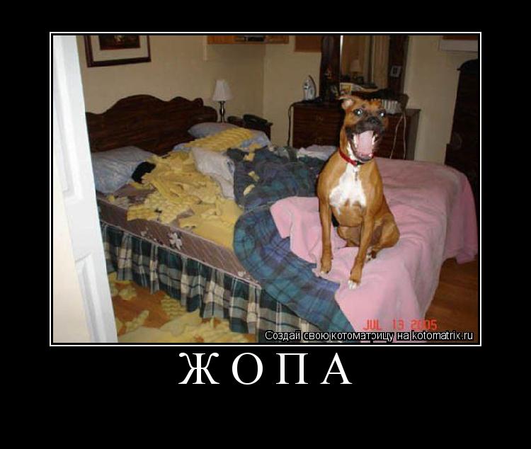 жопа ... Котоматрица: жопа