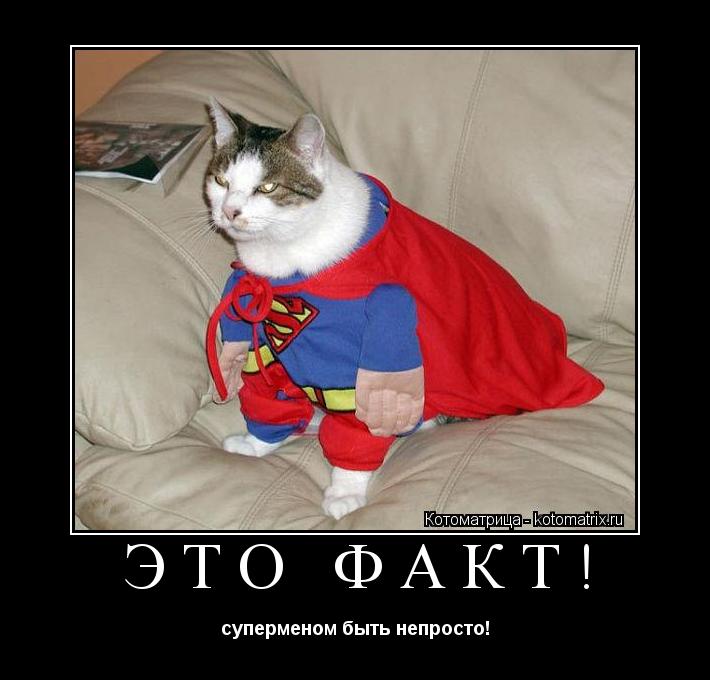 это факт! суперменом быть непросто!... Котоматрица: это факт! суперменом быть непросто!