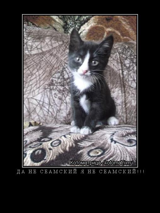 Да не сеамский я не сеамский!!! ... Котоматрица: Да не сеамский я не сеамский!!!