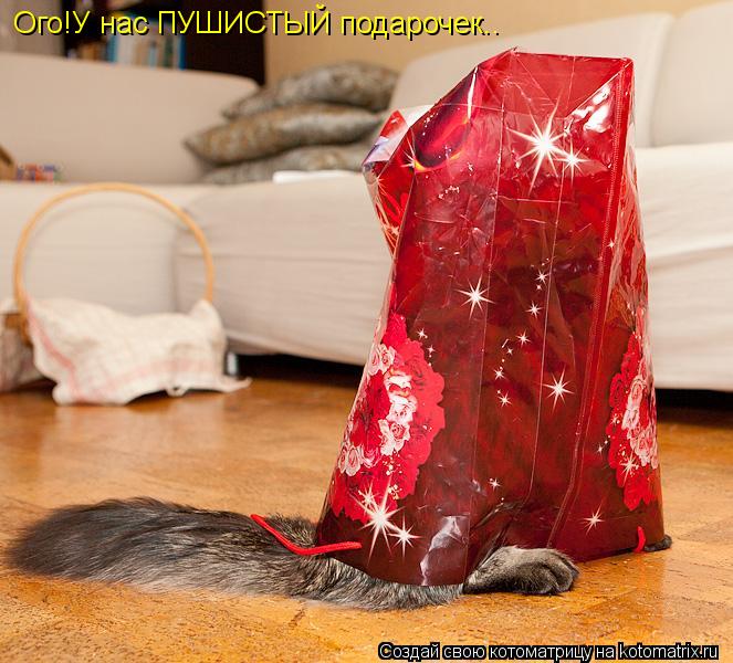Ого!У нас ПУШИСТЫЙ подарочек..... Котоматрица: Ого!У нас ПУШИСТЫЙ подарочек..