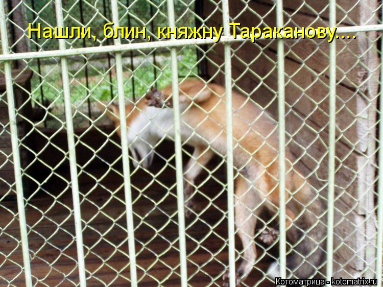 Нашли, блин, княжну Тараканову....... Котоматрица: Нашли, блин, княжну Тараканову....