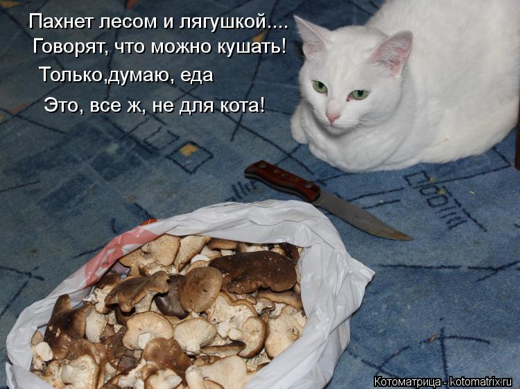 Пахнет лесом и лягушкой.... Говорят, что можно кушать! Только,думаю, еда Это, все ж, не для кота!... Котоматрица: Пахнет лесом и лягушкой.... Говорят, что можно кушать! Только,думаю, еда Это, все ж, не для кота!